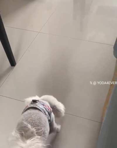 Difference between cat vs dog.