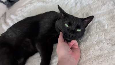 Pets for my shiny girl on her warm blanket 🖤