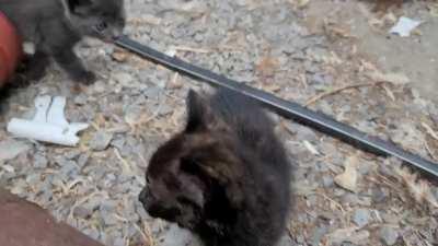 Found a whole gang hanging out in a barn.