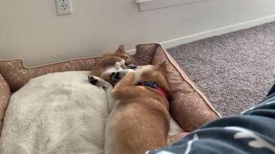 Dad dog is playing with his kittens. Mama cat called the fluffy one to her.