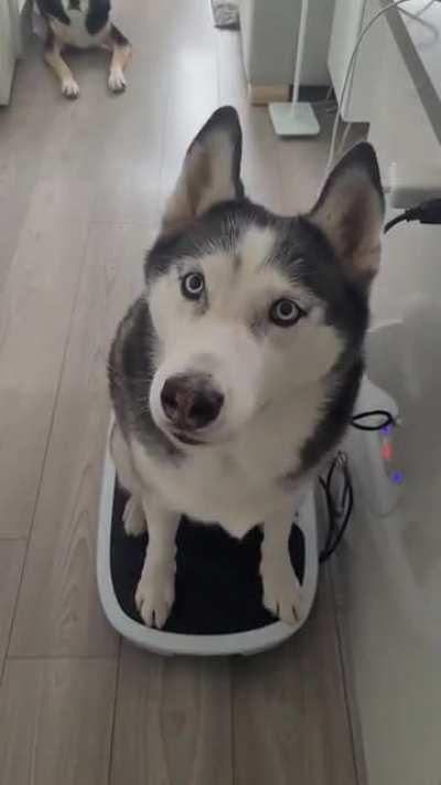 Apollo jumped on to mom's wiggle boars