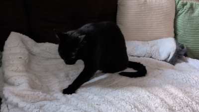 Babs LOVES that heated blanket!