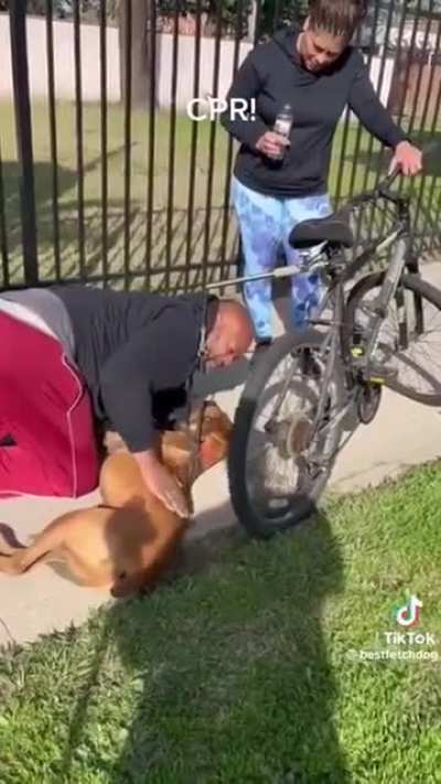 Man Performs CPR on a Dog, Achieving a Miraculous Rescue and Saving the Day.