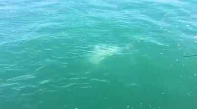 “There’s always a bigger fish”