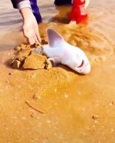 These guys literally buried a baby shark and then pretended to save him just for a TikTok