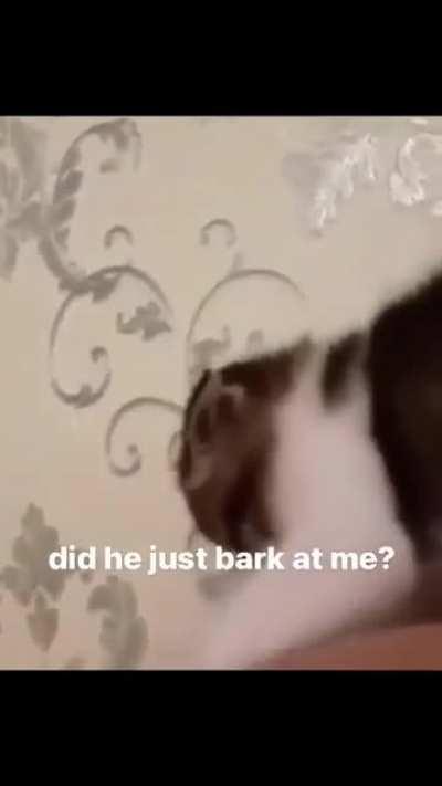 woof??? (stolen from xertunposting discord)