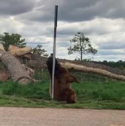 Stripper bear - just for laughs