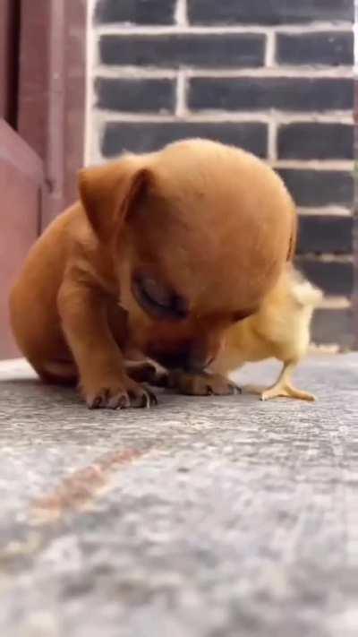 Brotherhood Of The Sleepyheads