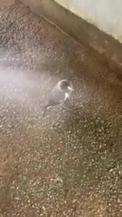 You know it’s hot when the magpies need watering...