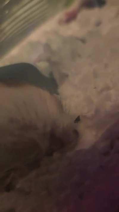 Mia after a hard day 😪 😴