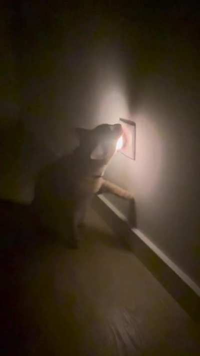 There shall be no light after sunset