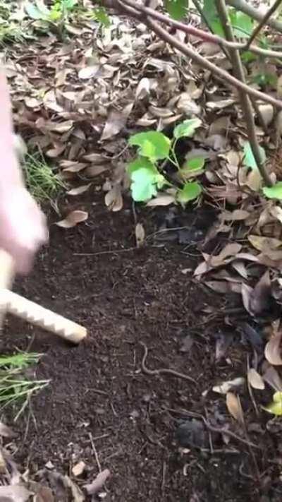 How to catch worms