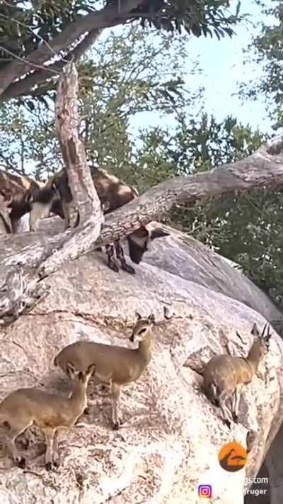 ð¥ In this dramatic spectacle of life and death, these antelopes have chosen the perfect strategy to ensure their survival