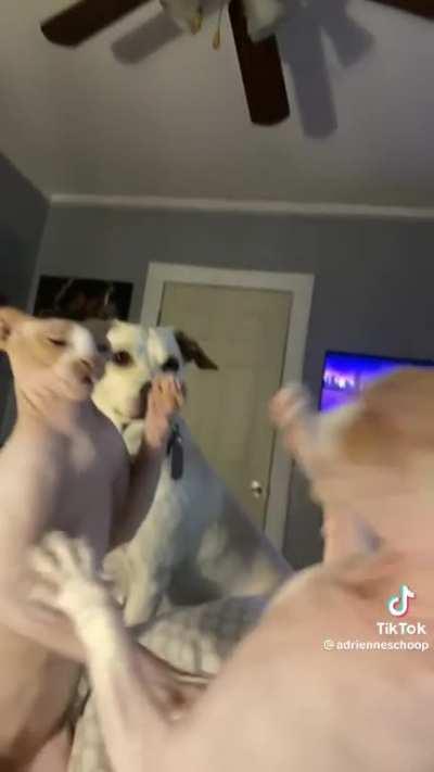 The dogs just happy to be there