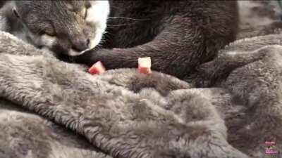 Sleeping otter becomes very much awake very quickly