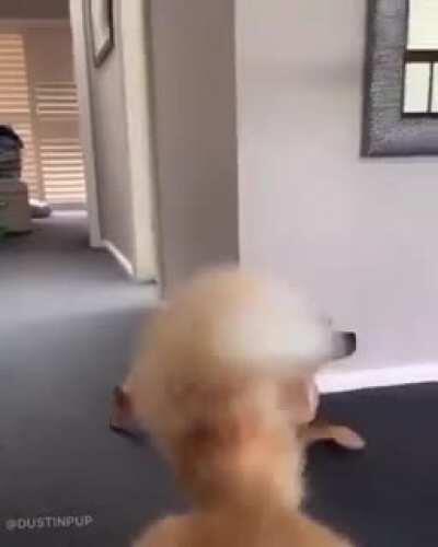 Two funny buddies hanging out