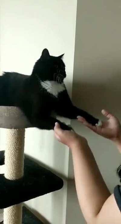 Pingu gets angry if we stop playing with his paws