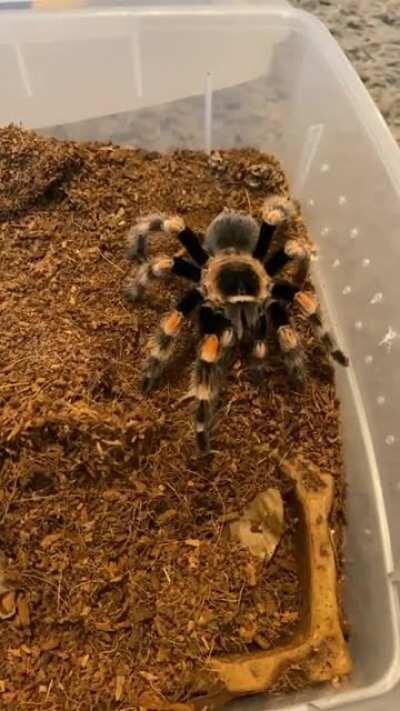 Banshee’s happy dance after feeding