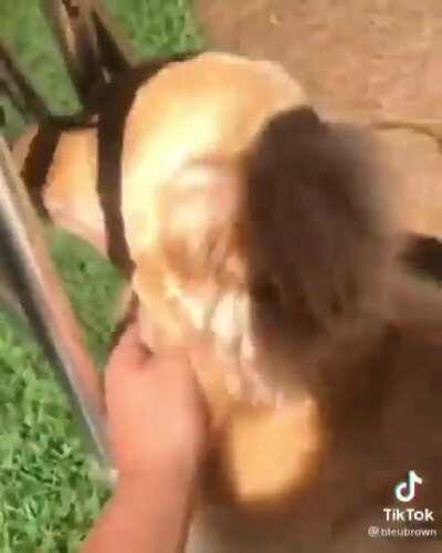 Playing the wind chimes and singing at the same time.