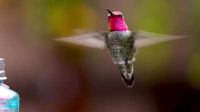 This hovering cutie changing colors for the camera.