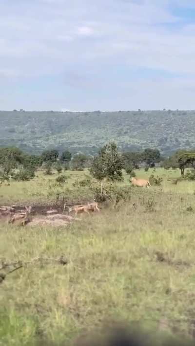 🔥 Large hyena clan steals lionesses' meal, eating right in front of the cats. At the mere sight of a large approaching male, they flee