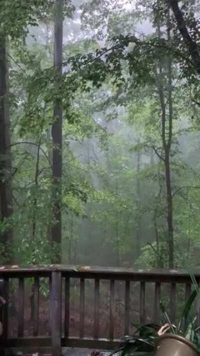 View from the deck this morning. Virginia.