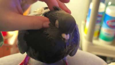 Scritches & pets for my favorite boy 🩵