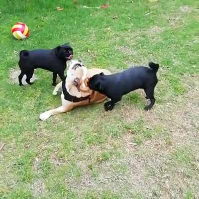 Send backup I'm being attacked from the_real_barkers on instagram