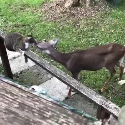 This kitty found a new unusual friend