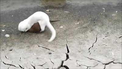 An albino mink yanks a muskrat out of its hole in a dry canal, and after a a brief but intense battle, kills it.