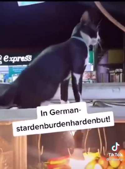 Stardenburdenharbendach