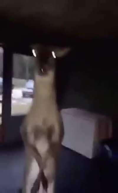 This dear stole his nut i belive