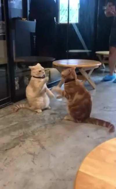 Hey Bob. Wanna act like a cat?