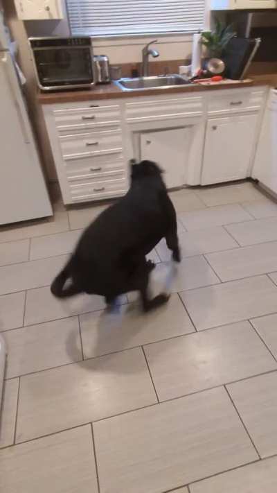 My dog getting excited to go outside.