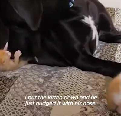 150 pound great Dane falls in love with tiny kittens