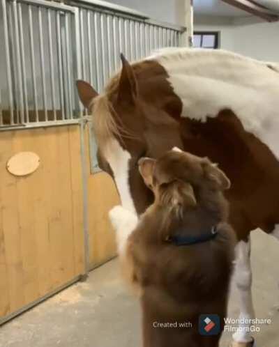 Doggo sees a horse
