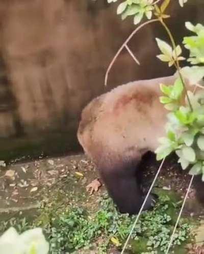 This species is endangered for a reason.