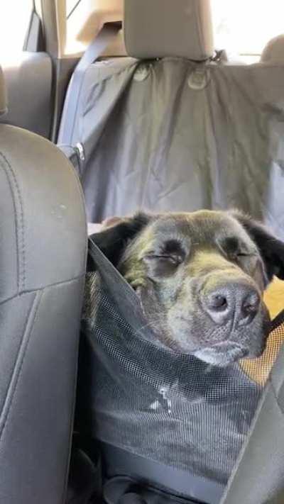 Someone is pretty tired after his first weekend camping