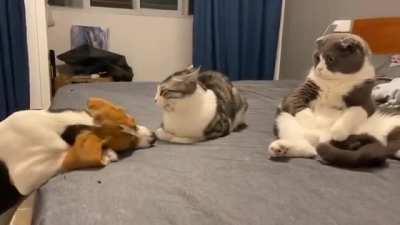 Cat on the right side