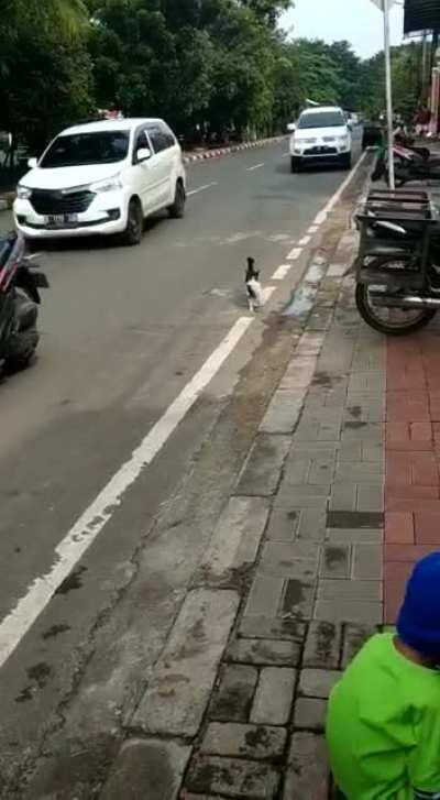 I thought the cat is carrying it’s kitten