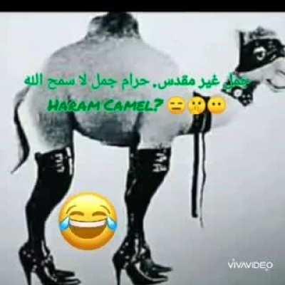 جمل غير مقدس. حرام جمل لا سمح اللهHaram Camel? First time on Camera, Allah Forbid🇮🇱🇮🇱🤢🤮🚫❌❌✡️Haram🤮🤮