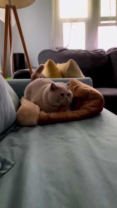 International Chonker Games