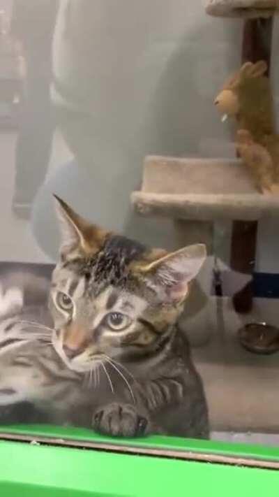 Kittens excited to be 