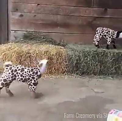 Goats in Pjs