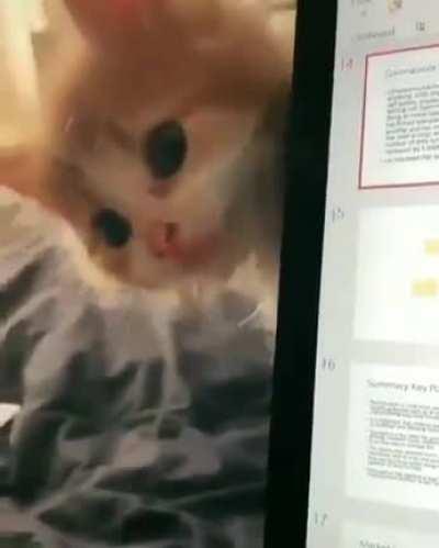 #Catsvstechnology 😅😅😅