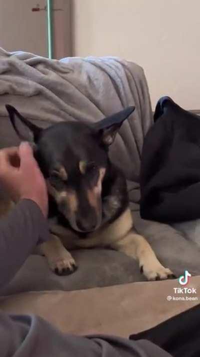 “I didn’t say you can stop petting me”