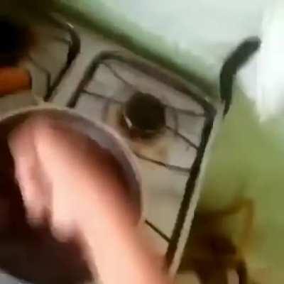 coitado...o muleke vai cumê burracha 😂😂😂😂