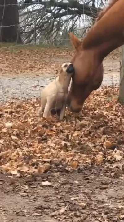 Wholesomeness lvl 100