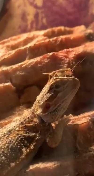 he's not the brightest dragon that's for sure...(that thermometer is broken, I promise his temp is perf)