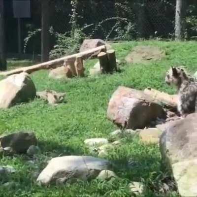 Big Startled Cat (wait for it)